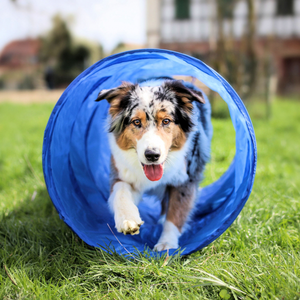 Agility Dog Trainings Set X für Hunde